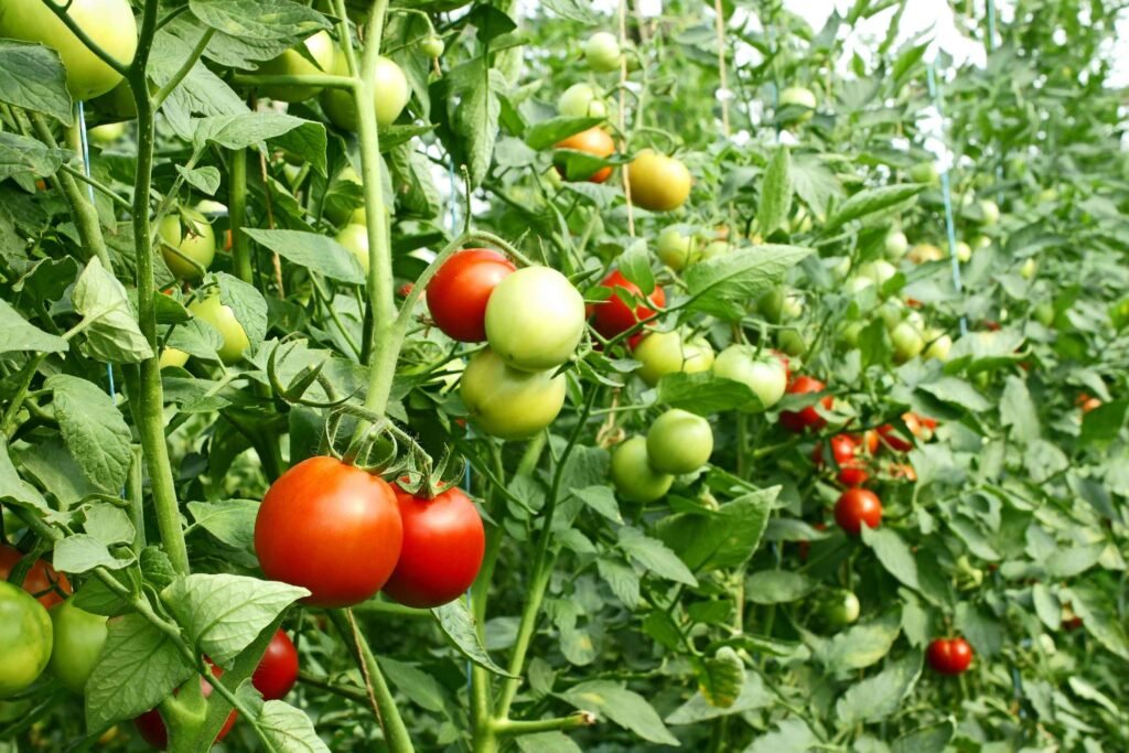 National Seed Platform - Transforming the Horticulture Subsector